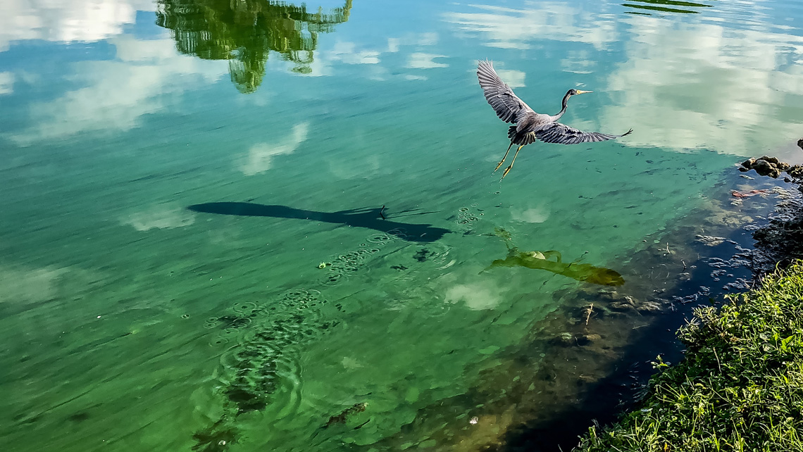 A little heron flying over the green water.