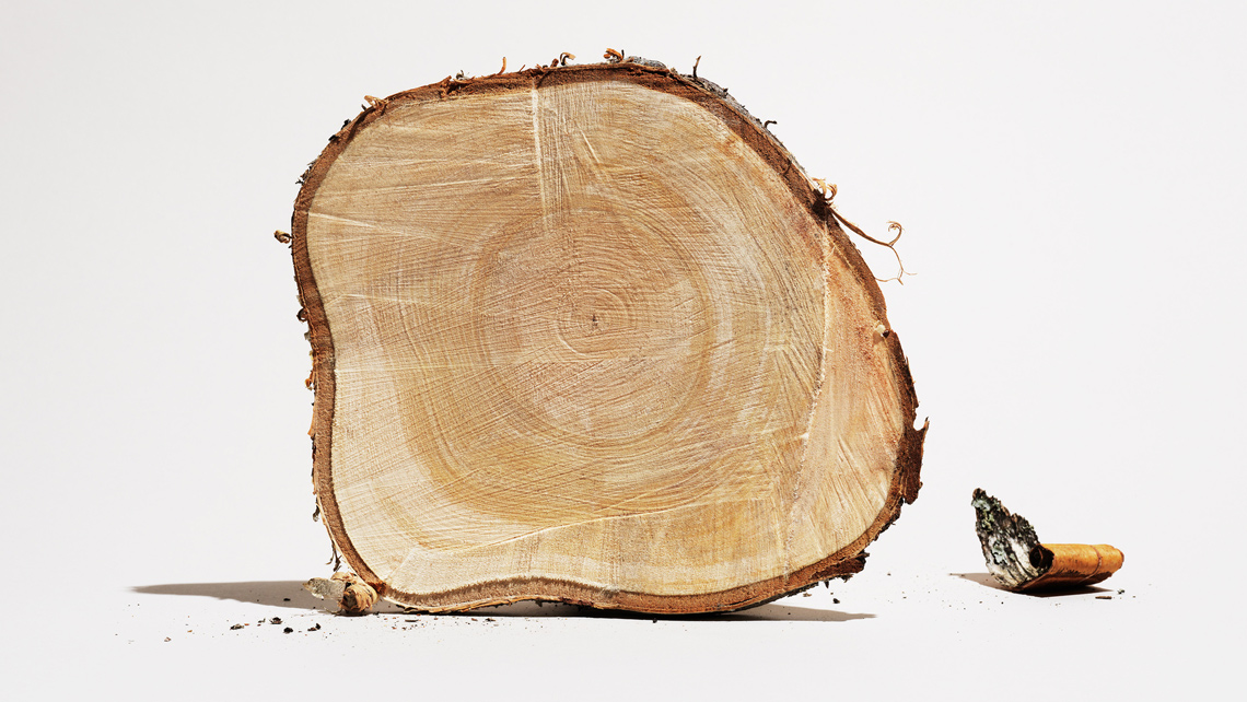 A close up of a cutted log with year annual rings.