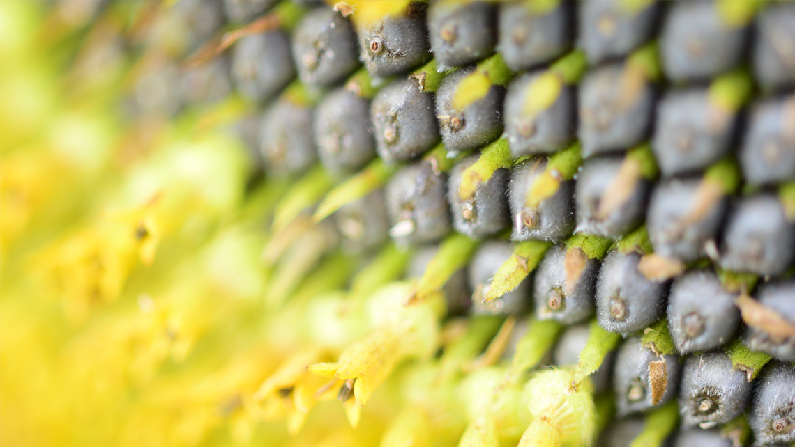 A close up of a sunflower.