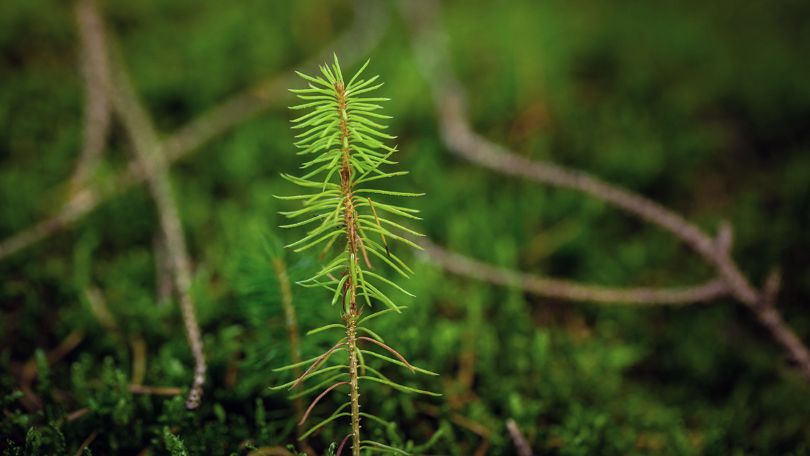 A close up of a small pine tree plant.