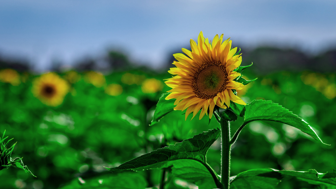 Close-up of a sunflower in front of a sunflower field.