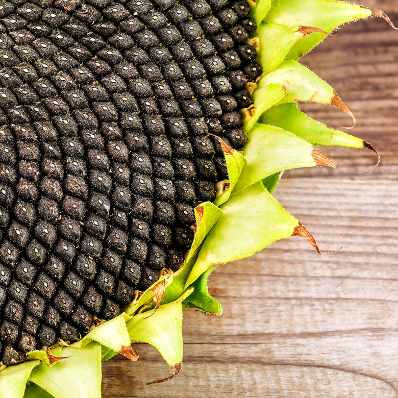 Close up of large sunflower bloom with seeds on wooden table.