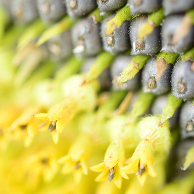 Close up of sunflower bloom with seeds and blossom.