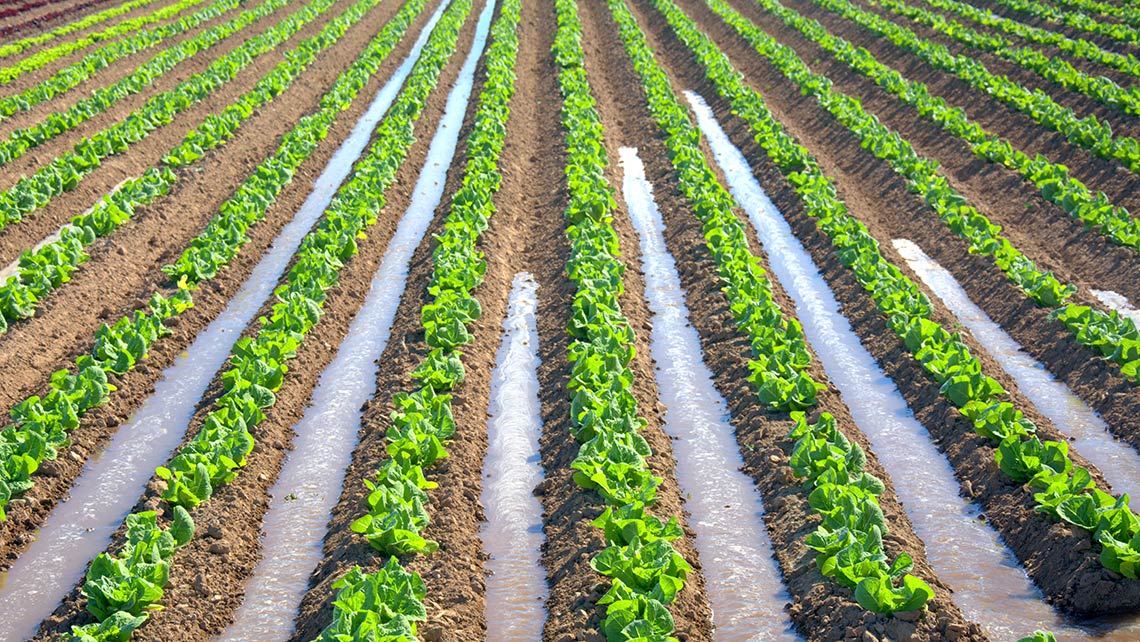 Field where crop is growing.