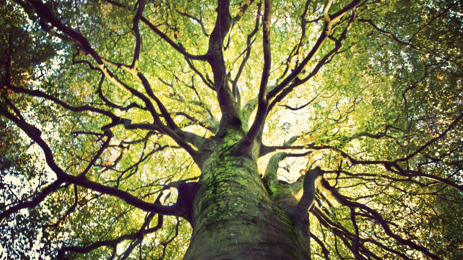big tree seen from the ground
