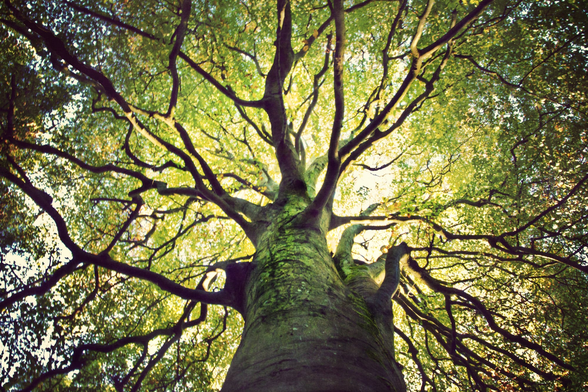 big tree seen from the ground