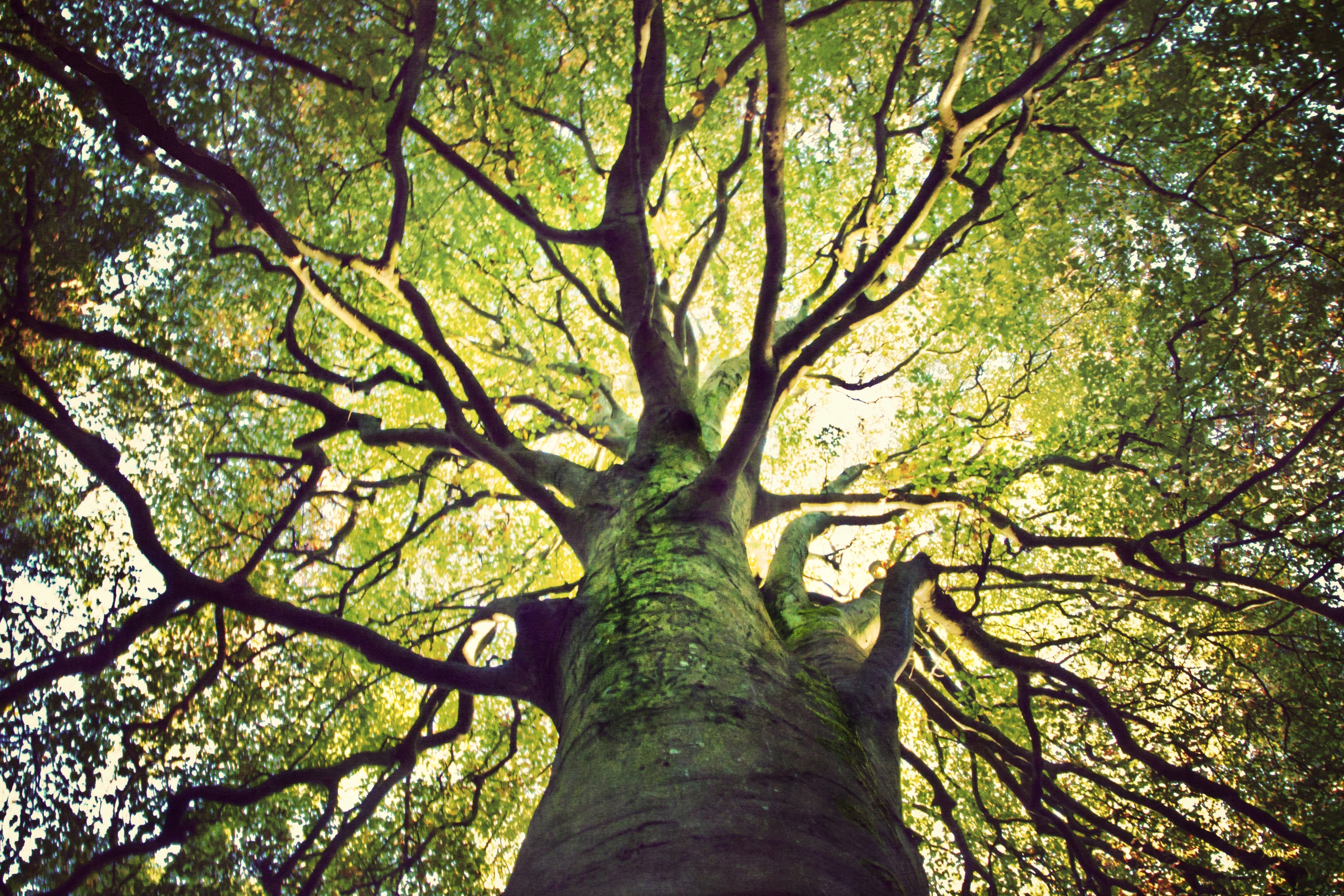 big tree seen from the ground