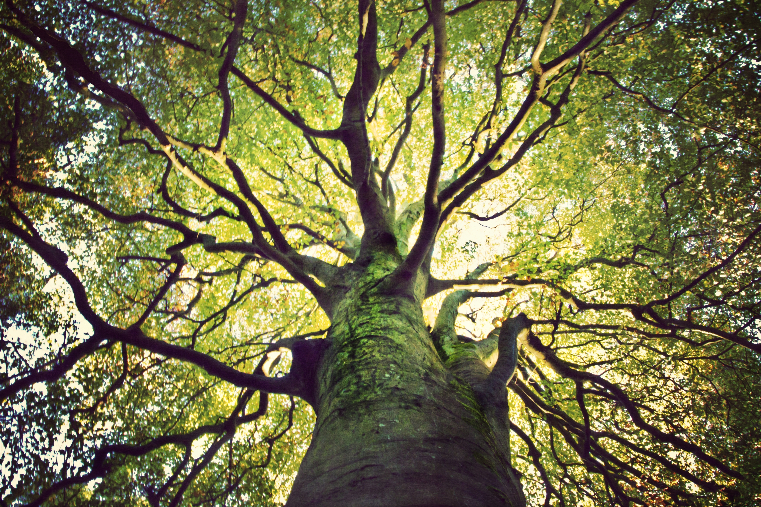 big tree seen from the ground