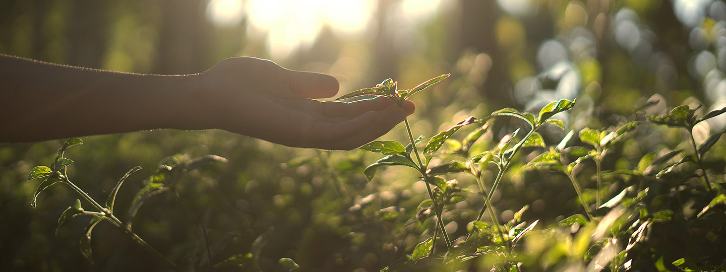 Hand reaching out to a plant.