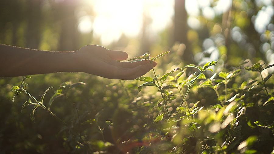 Hand reaching out to a plant.