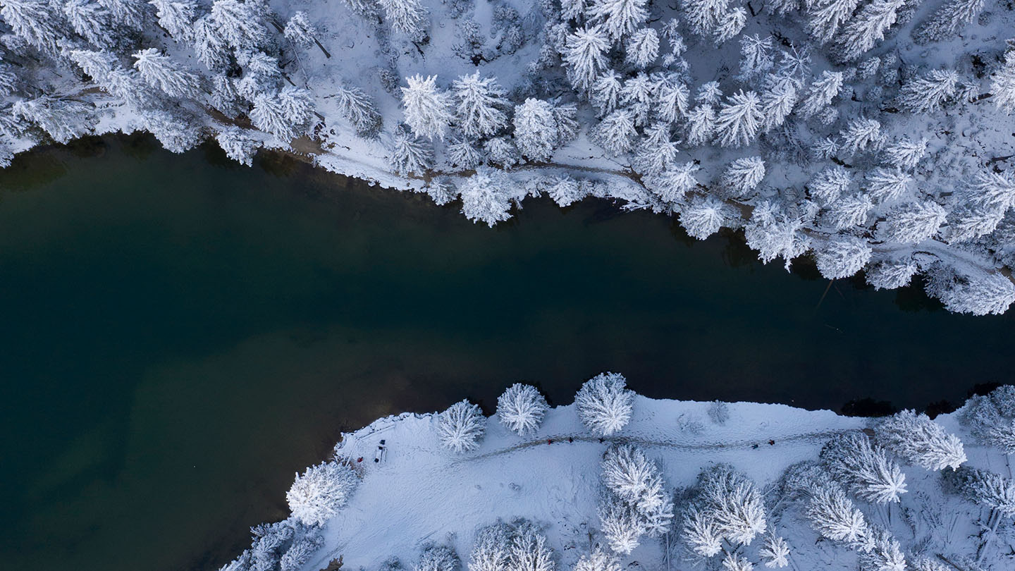 Frozen forest by water.