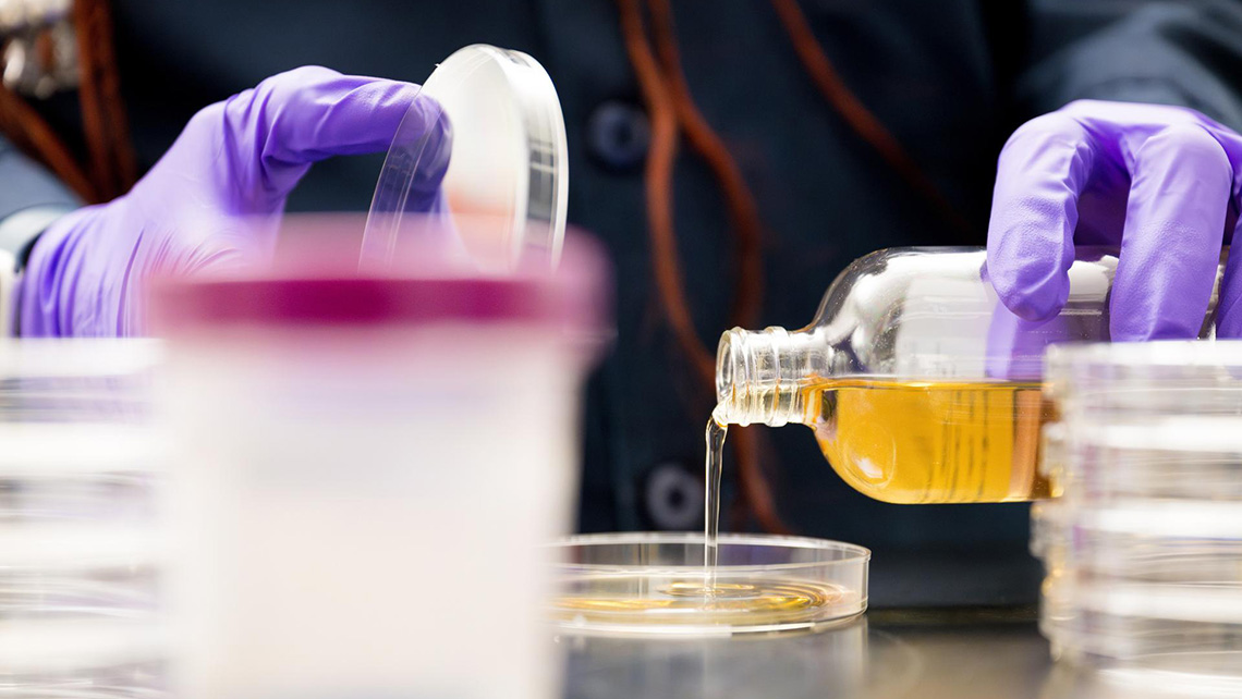 A laboratory scene where a person wearing purple gloves is pouring a liquid from a bottle into a petri dish.