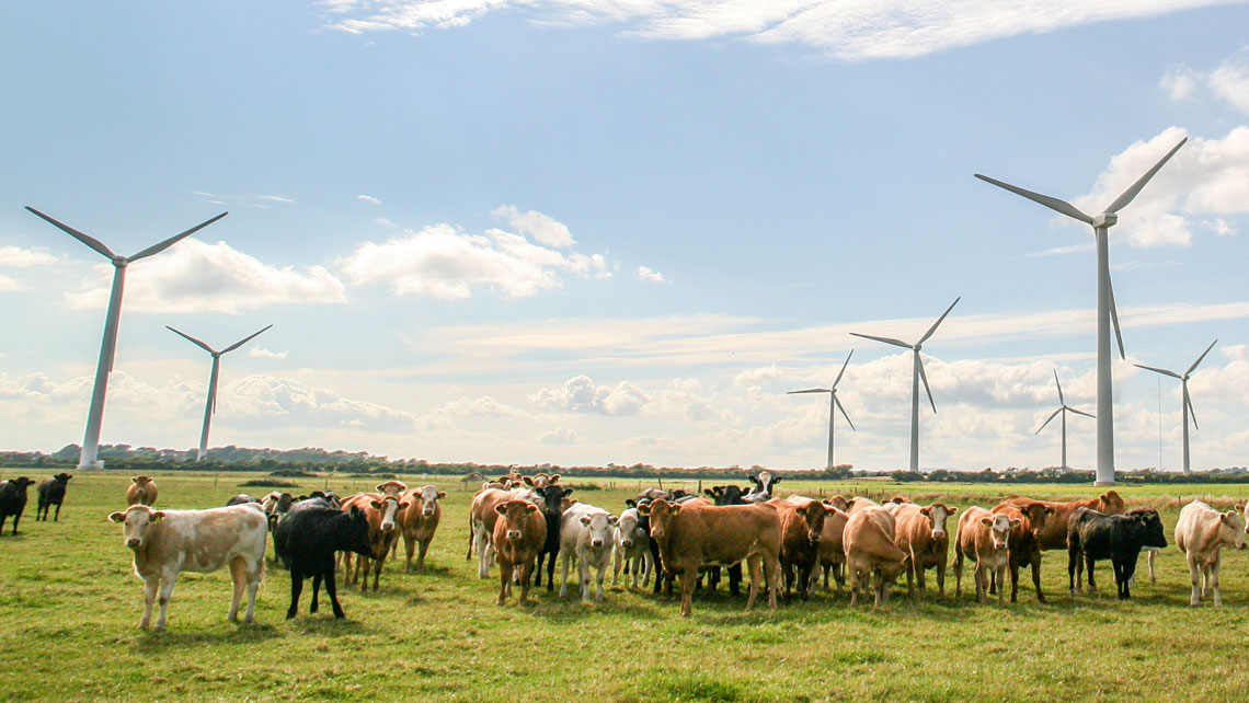 Summer fields, cows and windmills.