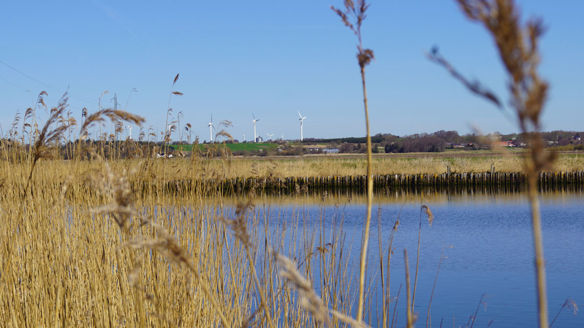 View of Randers Fjord in Denmark, riverbanks with reed, blue sky and wind turbines in the background.